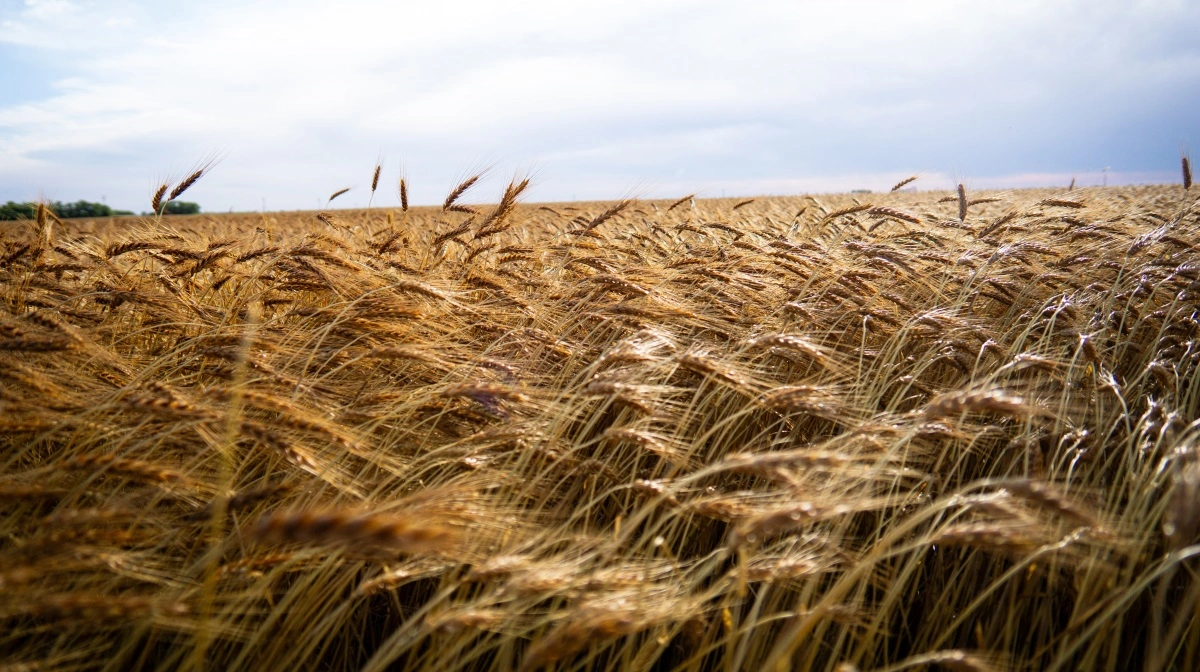 Kina køber igen amerikansk hvede efter et års pause – et lille køb, men et signal, der kan løfte danske kornpriser. Arkivfoto: Daniel Barber