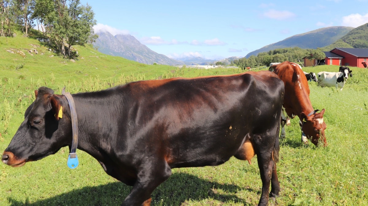 Efter danske beretninger om problemer med Bovaer stopper den norske mejerigigant Norsk Melkeråvare midlertidigt brugen af det metanreducerende fodermiddel. Arkivfoto: Jørgen P. Jensen