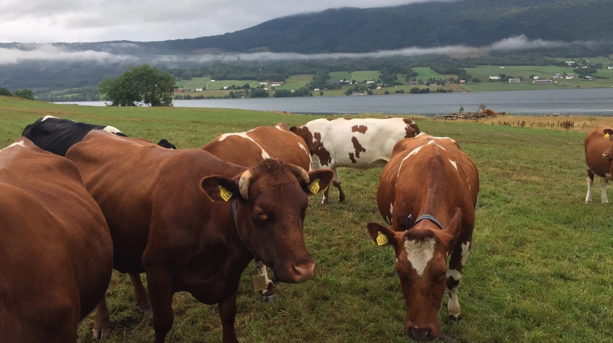 Foto: Anne Wolfenberg