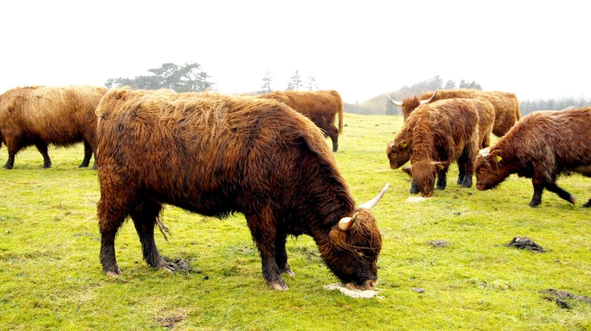Den skotske støtteordning for ammekvæg, også kaldt »kalveordningen«, er blevet ændret for at effektivisere kvægproduktionen. Arkivfoto: Tenna Bang