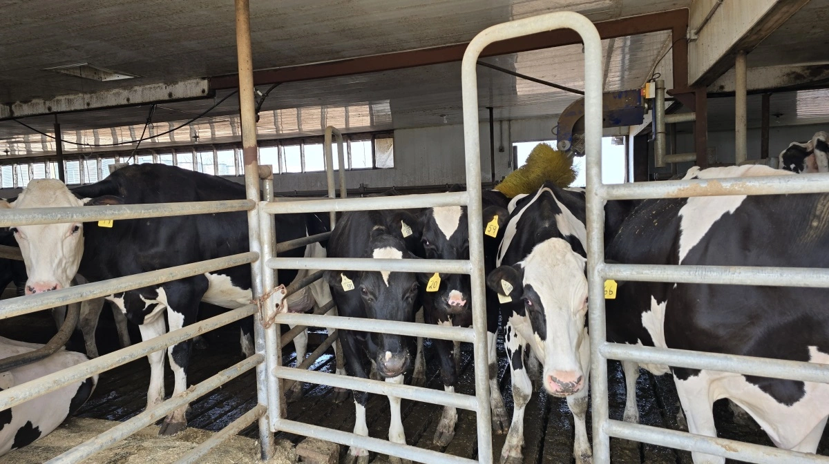 Coreys 77-årige far ejer og passer malkekvægbesætningen.