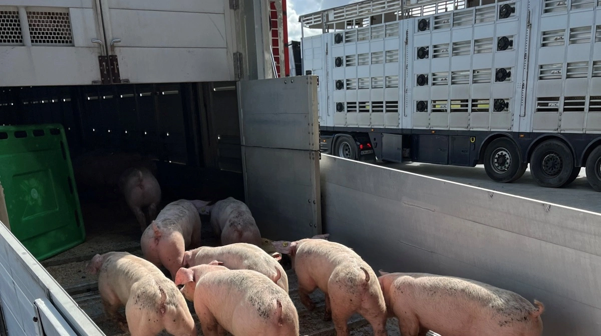 Formålet med en undersøgelse bestilt af Fødevarestyrelsen er at give et forskningsbaseret bud på, hvor temperatursensorer i lastbiler, der transporterer grise til eksport, kan placeres for mere præcist at afspejle forholdene nær dyrenes og samtidig vurdere, om der faktisk er et problem med de nuværende placeringer. Arkivfoto: Jesper Hallgren