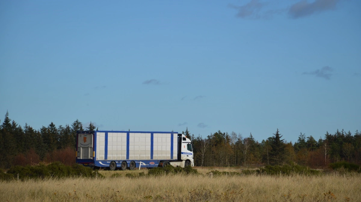 En ny undersøgelse viser, at følere, der er godkendt af myndighederne, ikke altid angiver de temperaturer, som dyrene oplever under transport – og slet ikke når det er koldt. Arkivfoto: Camilla Bønløkke