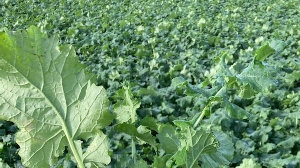 Tysk raps er i fremgang, men skadedyr skaber usikkerhed hos avlerne. Arkivfoto