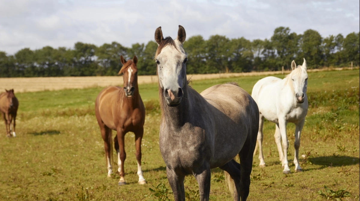 Mange heste i vedligehold kan dækkes fint via grovfoderet, hvis indholdet af protein er normalt. Foto: Camilla Bønløkke