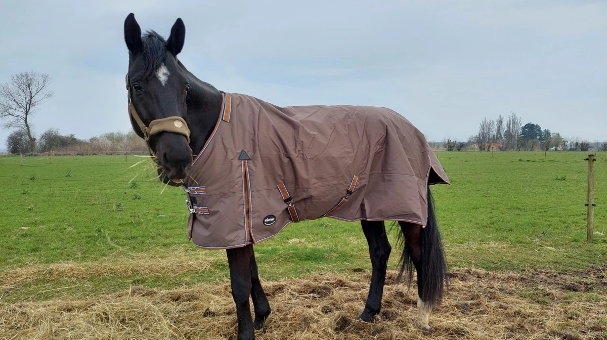 Hesten har behov for protein til opbygning og vedligehold af muskler, hud og knogler, ligesom enzymer og en del signalstoffer er proteiner. Foto: Camilla Bønløkke