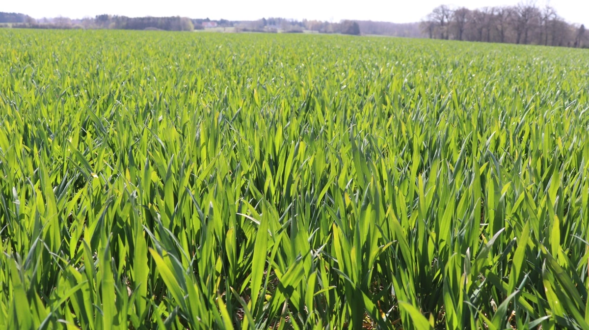 De økonomiske konsekvenser af grøn trepart er uoverskuelige, uden der kan forventes miljøforbedringer, som ellers er målet i aftalen, mener Niels Hauge Mikkelsen. Arkivfoto: Jørgen P. Jensen