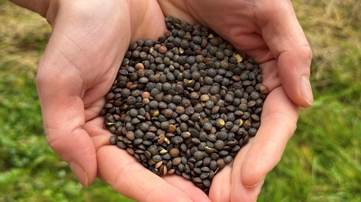 13,8 millioner kroner skal styrke danske bælgfrugter fra mark til køkken og få danskerne til at spise ti gange flere linser og bønner. Fotos: Seges Innovation