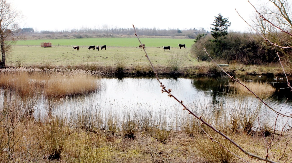 I Nordjylland spiller både landbrugets udledning og områdets kalkrige undergrund ind på de forhøjede nitratmålinger. Arkivfoto