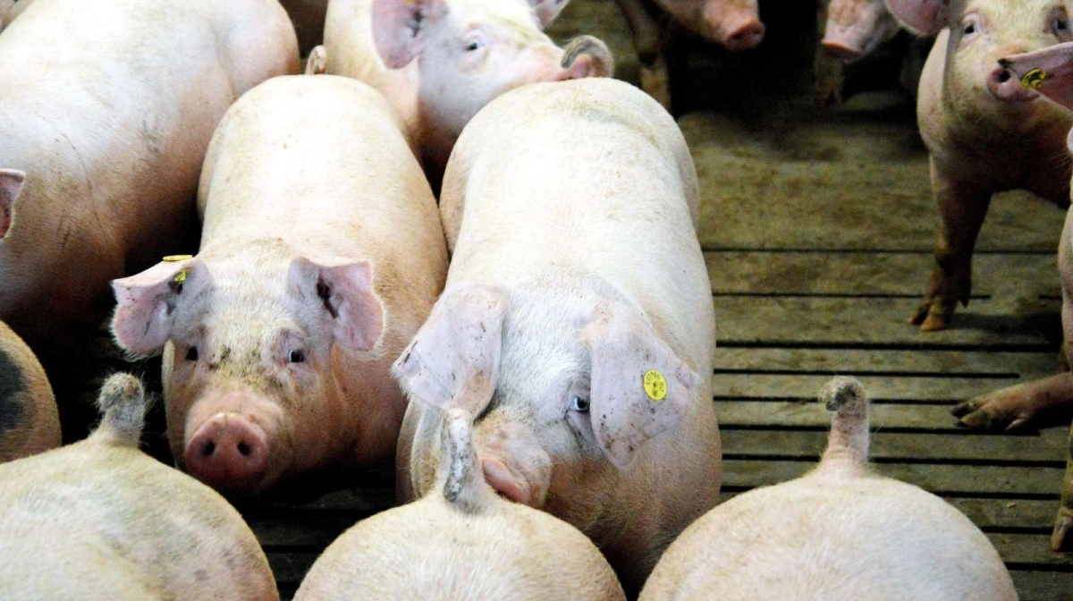 Noteringen for slagtegrise i vægtklassen 75,0-99,9 kg lander på 10,65 kroner i uge 47. Arkivfoto: Camilla Bønløkke