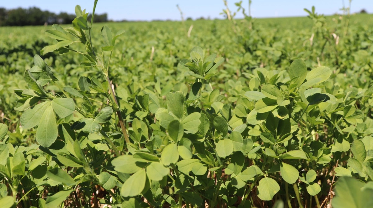 Nye forsøg viser, at dyrkning af lucerne til frø har en fremtid i den danske økologiske produktion - Men godt og stabilt vejr er en forudsætning for succes, lyder det fra økologisk konsulent. Arkivfoto: Jørgen P. Jensen