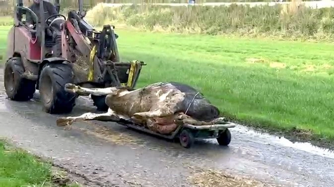 En ko køres væk efter det, som Rianne Blom betegner som Bovaer-forgiftning. Foto: Facebook NoFFF