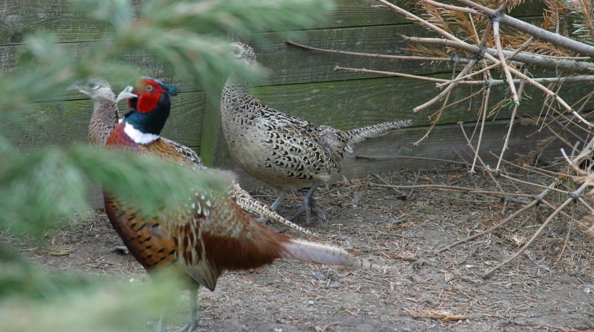 Arkivfoto: Bøje Østerlund