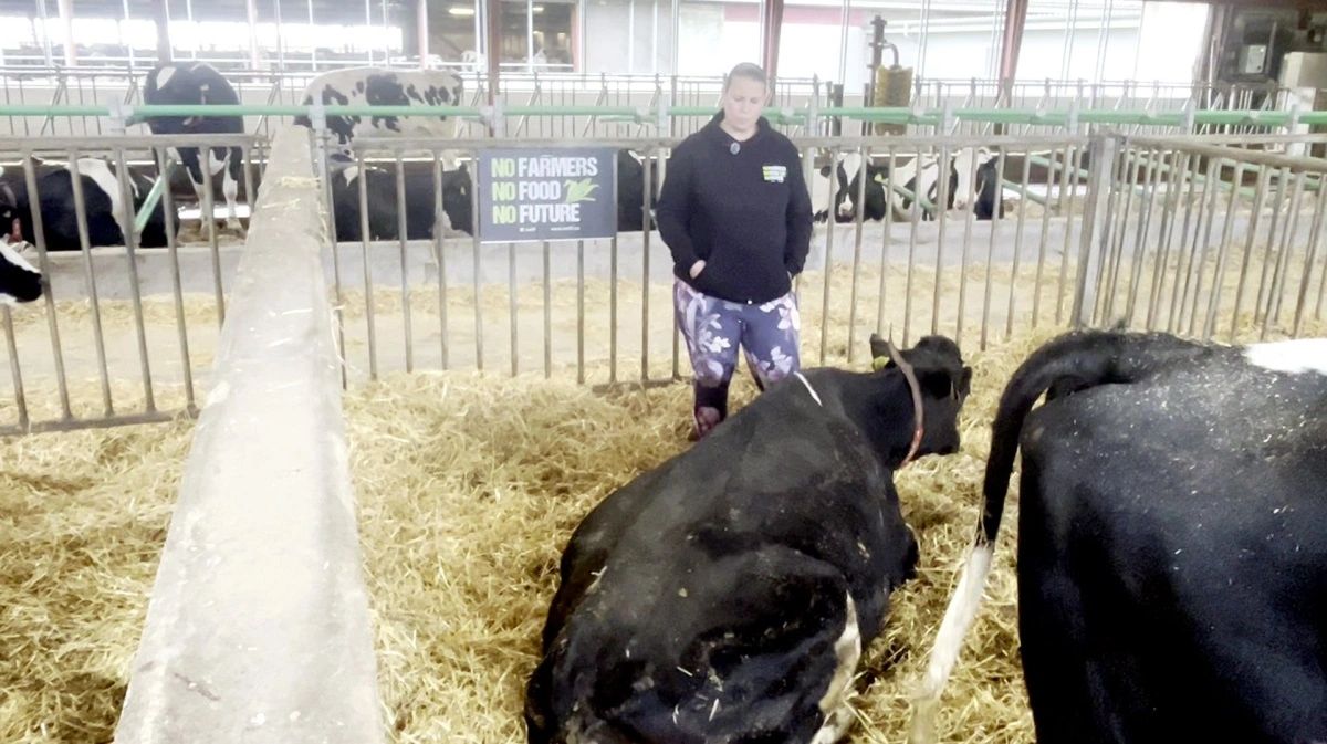 Rianne Blom står ved en af de køer, der er kommet i en mælkefeber-agtig tilstand, og som hverken vil æde eller bevæge sig. Foto: YouTube "Lille Hjælper"
