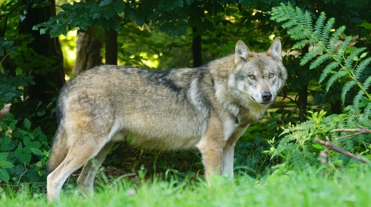 Det skal afklares, om jægere får større beføjelser til at skyde problemulve, oplyser Styrelsen for Grøn Arealanvendelse efter en episode ved Varde. Arkivfoto