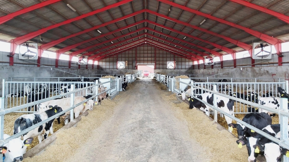 I kvægproduktionen har man i de seneste år fået øjnene op for de positive effekter, god ventilation og temperaturkontrol kan have på dyrenes velvære og produktionsevne.