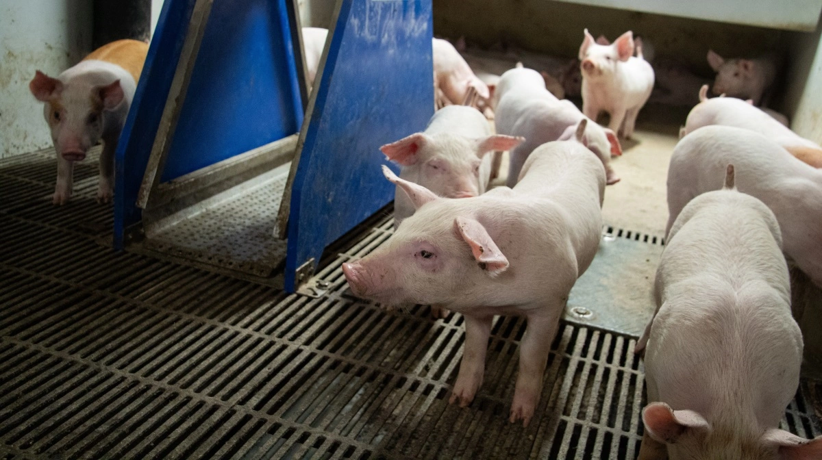 - Den seneste bandbulle mod antibiotikaforbruget i dansk husdyrproduktion skyder på flere måder langt forbi målet. Det virker mest som om, man har forvekslet etik med politik, skriver Flemming Møller i debatindlægget. Arkivfoto: Anne Wolfenberg