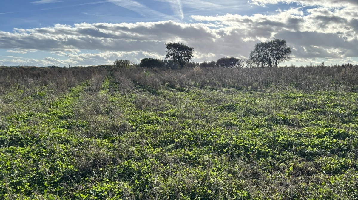 Tommy Pedersen og hans samlever fik i 2024 tilsagn om støtte fra Klimaskovfonden til at rejse skov på 5,4 hektar af deres jord. Ejendommen er på i alt cirka 14 hektar og ligger tæt ved Gl. Skørping i Himmerland. Træerne blev plantet i foråret 2025.