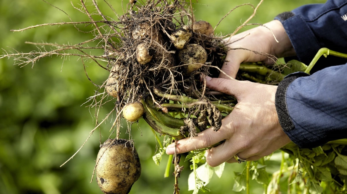 Kartoffelselskabet KMC er blandt dem, der mærker konsekvenserne af nye toldsatser og en faldende dollar. Arkivfoto: KMC
