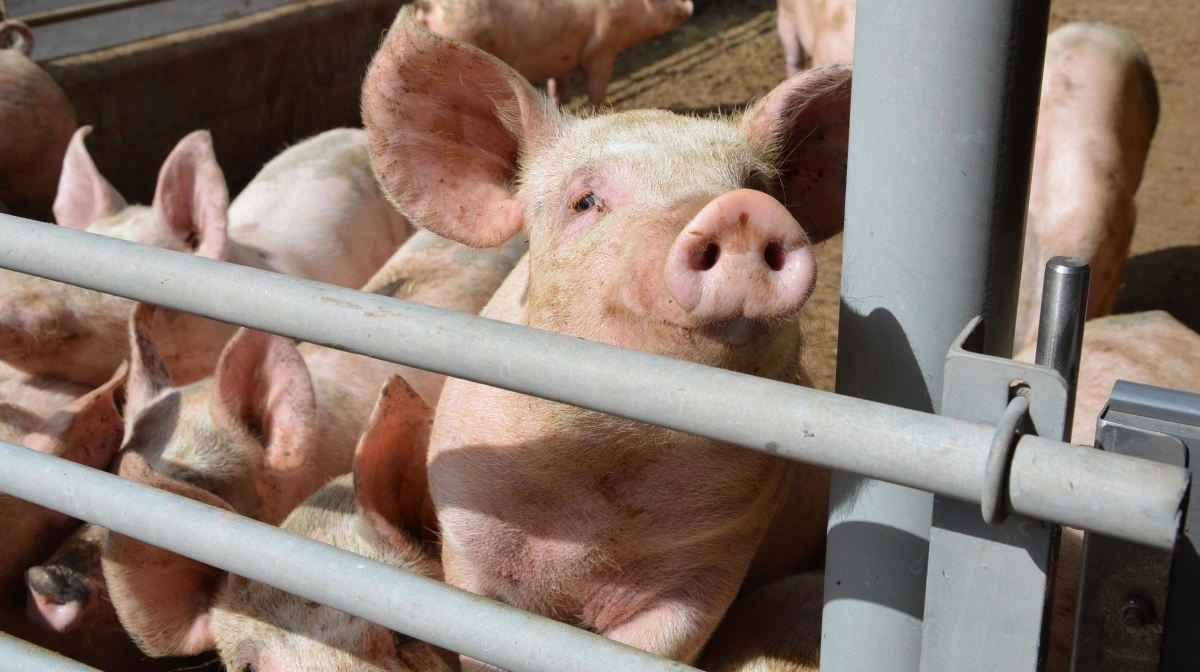 Kinesiske svinegiganter søger vækst i Sydøstasien, hvor efterspørgsel og ASF-udfordringer åbner markedet for deres teknologi. Arkivfoto: Camilla Bønløkke