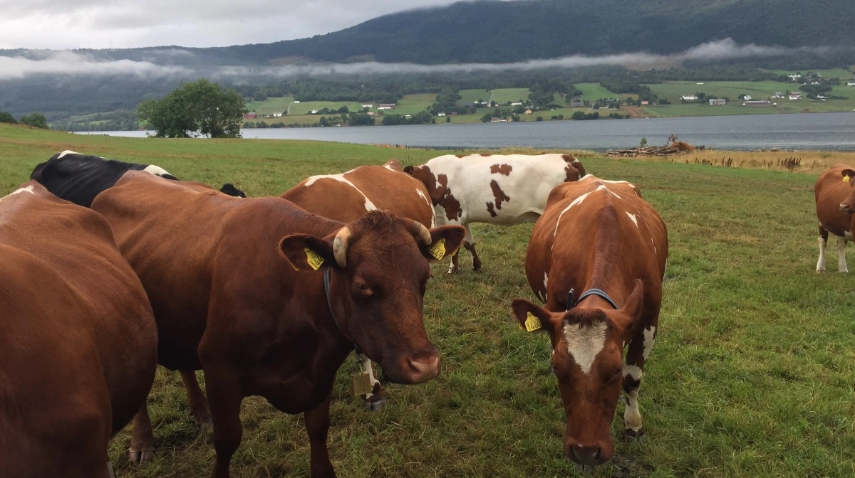 Systematisk registrering af sundhed og sygdom var ikke en del af den norske afprøvning af Bovaer, som nu er sat på pause. Men efterfølgende meldes der om  dødsfald, diarre, nedsat appetit og mælkeydelse. Arkivfoto: Anne Wolfenberg