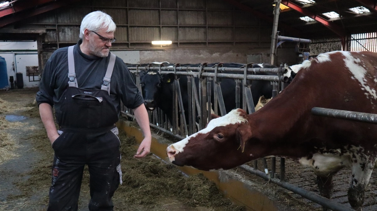Snart er det slut med økologiske køer på Kjartan Poulsens gård nær Outrup i Sønderjylland. LDM-formanden har nemlig solgt 177 hektar af sin jord til staten, og til vinter bliver køerne solgt. Arkivfoto:Michael Standfeldt