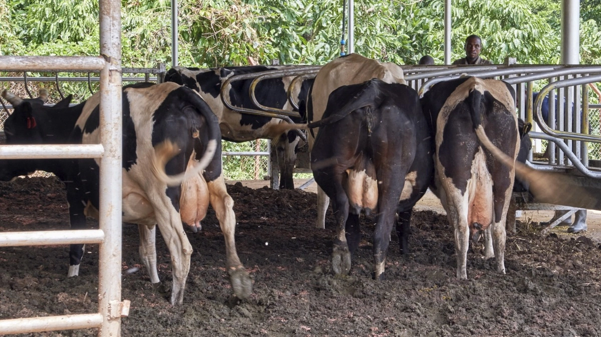 Investeringsselskabet Kjøller er blevet investor og medejer af det afrikanske mejeri Munjuni Ventres ltd. Arkivfoto: Niels Damsgaard Hansen