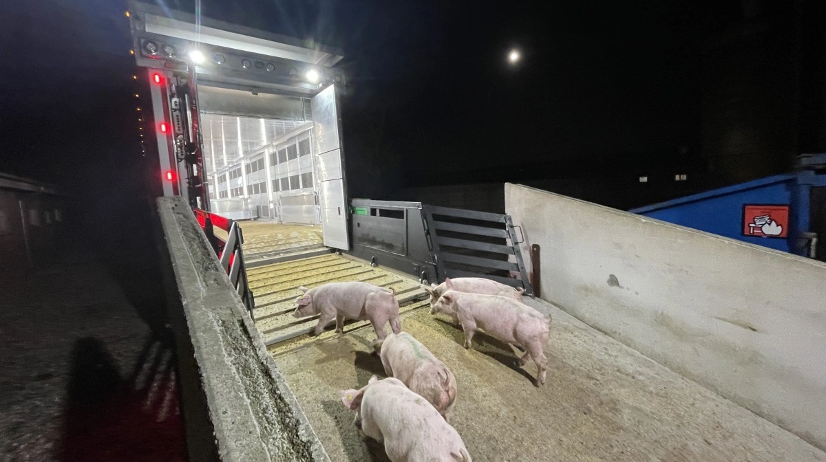 Trods storaktivitet i svinesektoren er afsætningen presset på tværs af Europa, hvor store udbud, faldende priser og svækket eksport udfordrer svinemarkedet. Arkivfoto: Anne Wolfenberg