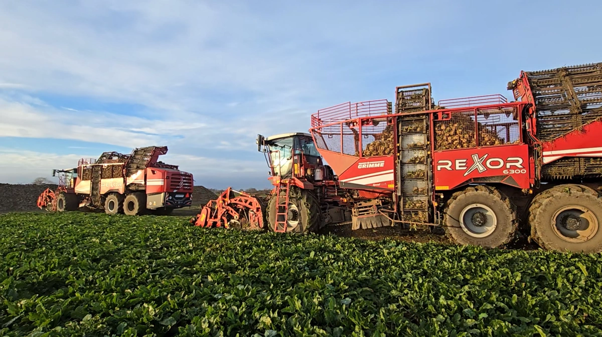 - Alle sukkerroer, der skal leveres til fabrik inden nytår, bør tages op nu, lyder anbefalingen fra Nordic Sugar. Arkivfotos: Jørgen P. Jensen