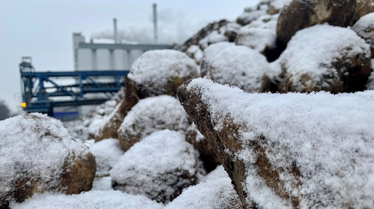 Ubeskyttede roer i kule tåler ikke temperaturer under minus 3°C i længere perioder, påpeger Nordic Sugar. 