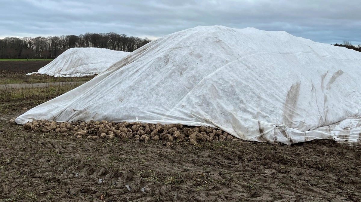Sukkerfabrikken har aftale med en række maskinstationer, der foretager kuledækningen ude hos dyrkerne og for roer, der skal leveres efter 10. december, betaler Nordic Sugar for dækningen. Arkivfoto: Jesper Hallgren