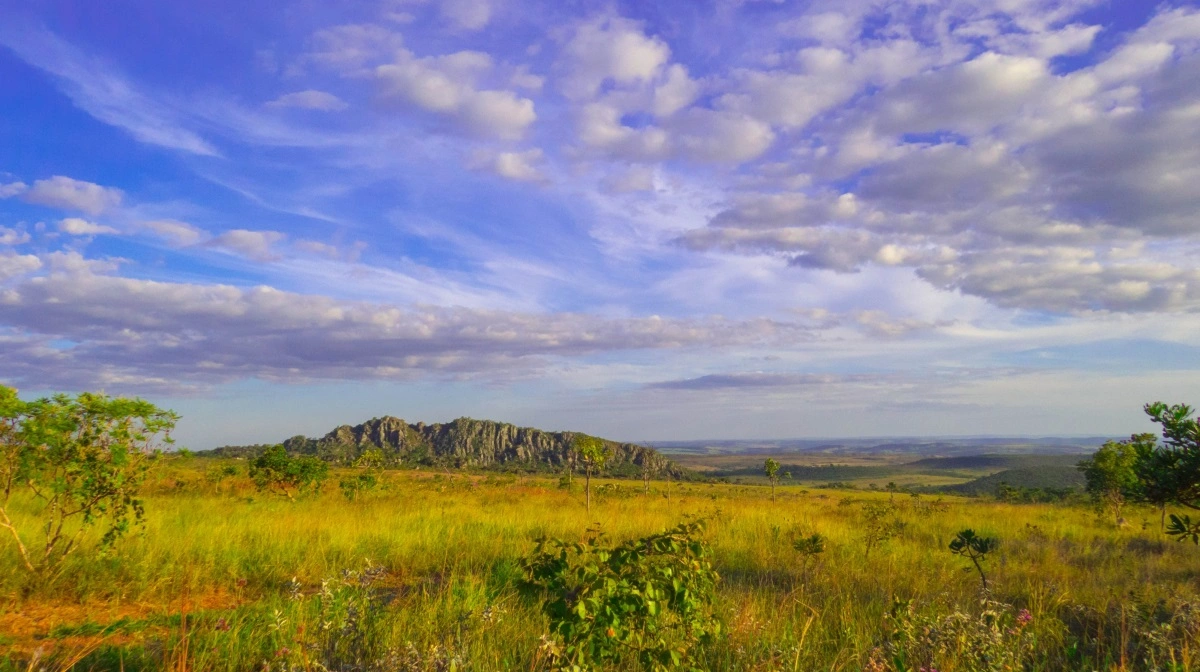 Cerrado-savannen i Brasilien med åbne græsarealer, spredte buske og klippeformationer – et af verdens mest artsrige, men også mest pressede økosystemer. Foto: Angeladepaula via Wikimedia Commons