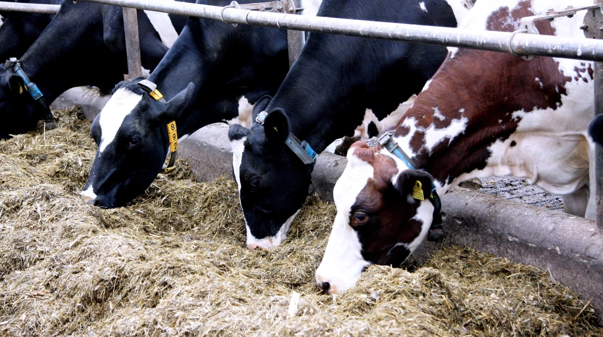 Arkivfoto: Tenna Bang