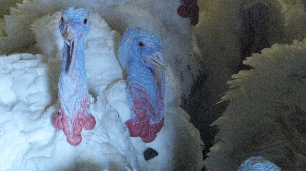 Arkivfoto: Anne Wolfenberg