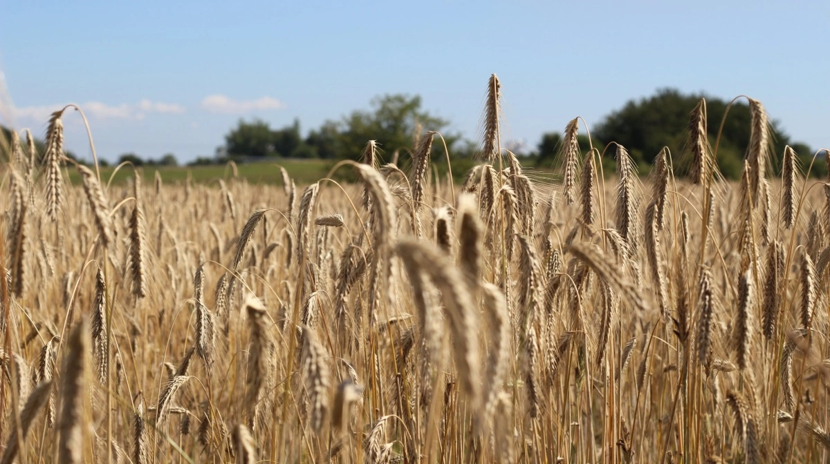Food & Bio Cluster Denmark får 49,5 mio. kr. til at styrke cirkulære løsninger i fødevare- og biosektoren med fokus på SMV’er. Foto: Food & Bio Cluster Denmark