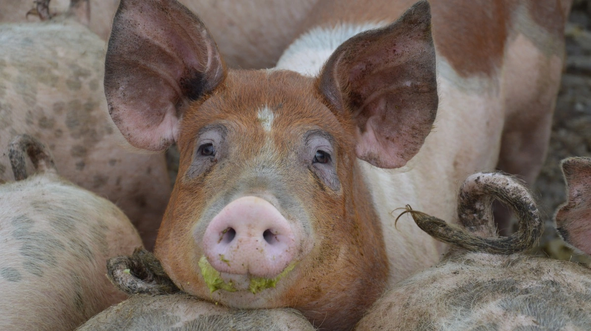 Arkivfoto: Camilla Bønløkke