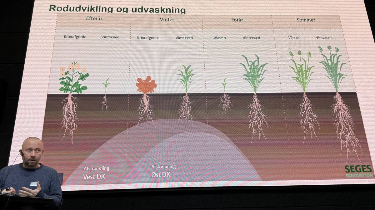 Dennis Konnerup viser rodudvikling i forskellige afgrødescenarier sammenlignet med tidspunkterne for afstrømning i henholdsvis Vest- og Østdanmark. Foto: Kasper Stougård 