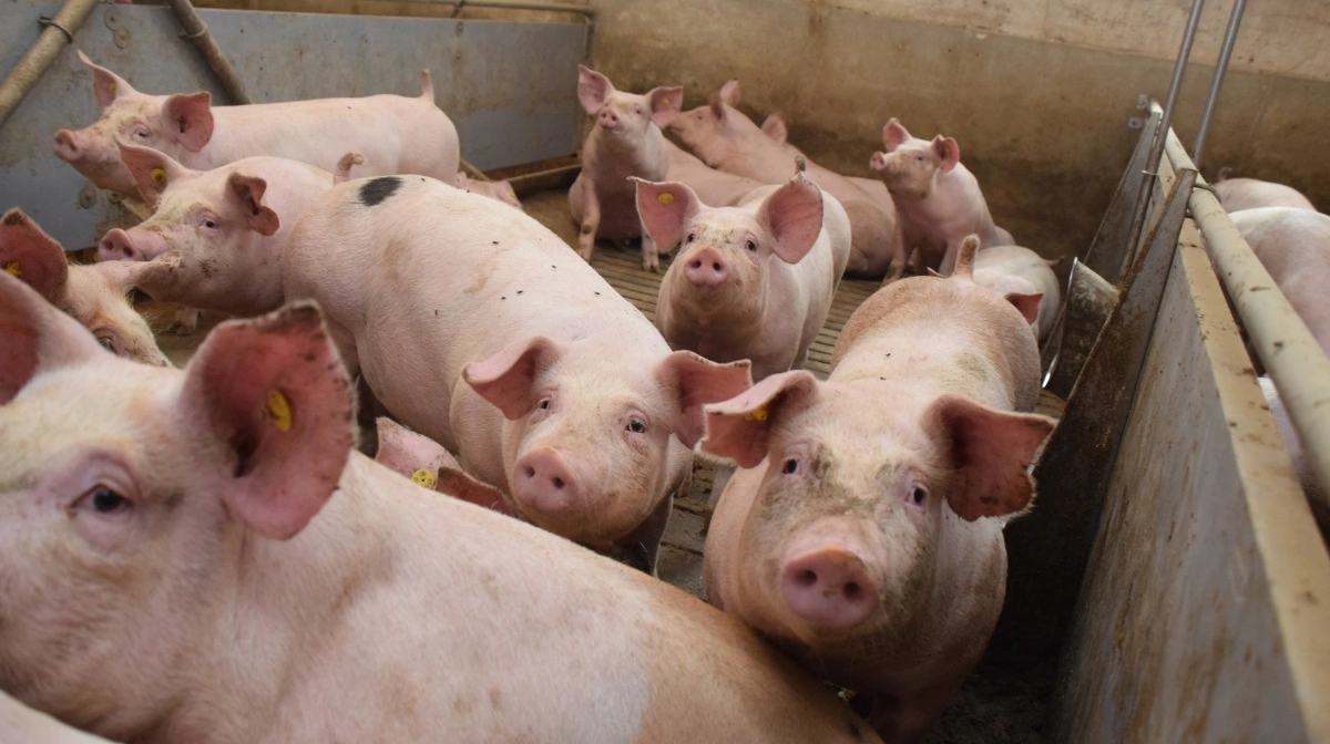 Hvem vinder i sager, der er politianmeldt af Fødevarestyrelsen - landmanden eller Fødevarestyrelsen? Disse tal er ikke tilgængelige i dag, men det ønsker Per Larsen fra Det Konservative Folkeparti lavet om på. Arkivfoto: Anne Wolfenberg