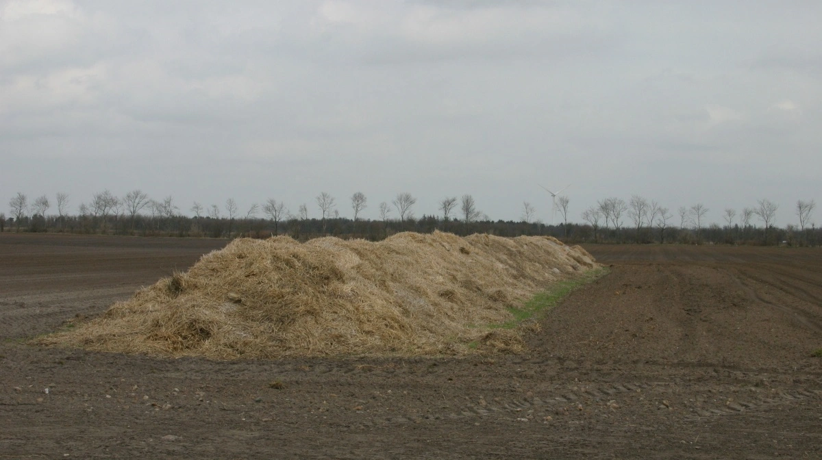 Kartoffelkulen skal vender i nord-syd retning i åbent terræn. Det gør, at vinden har god mulighed for at trænge gennem kulen. En detalje, der er vigtig, da udluftning fjerne varme og fugt. Arkivfoto: Bøje Østerlund