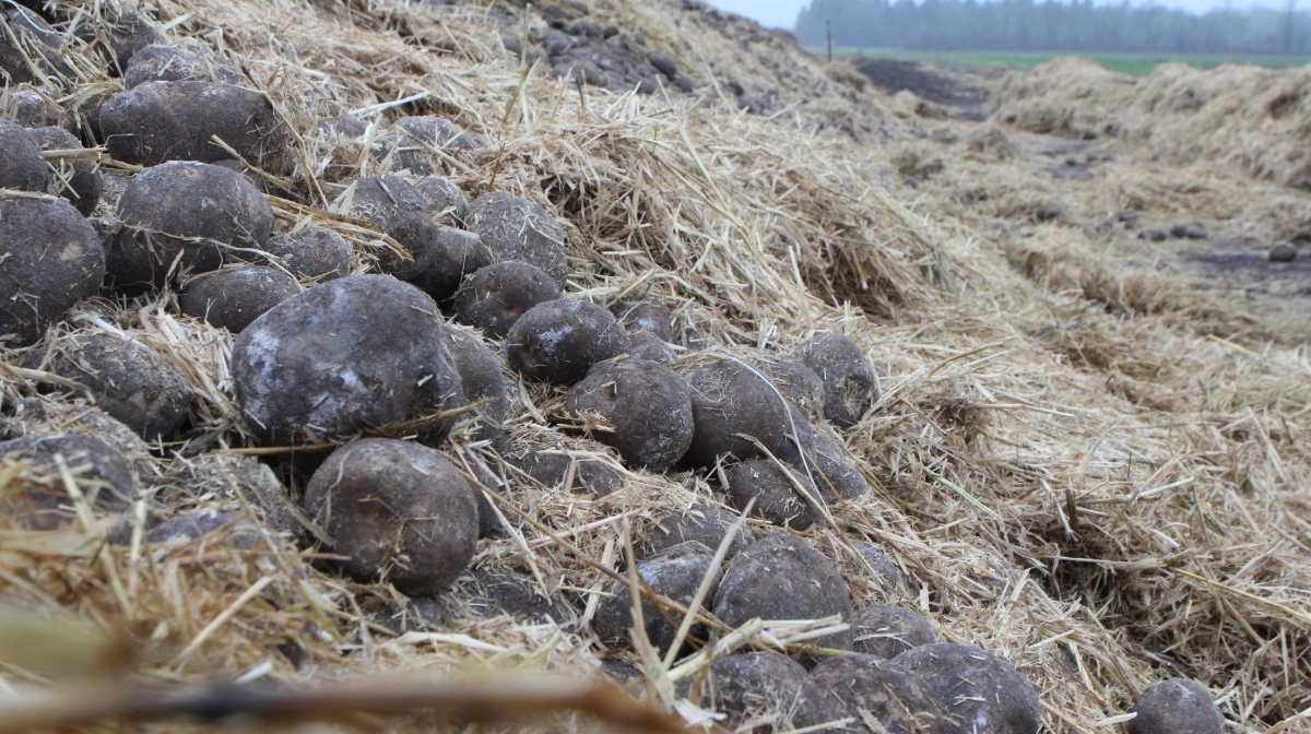 Det er vigtigt at holde øje med sin kartoffelkule, så der undgås varme og fugt. Arkivfoto: Anne Wolfenberg