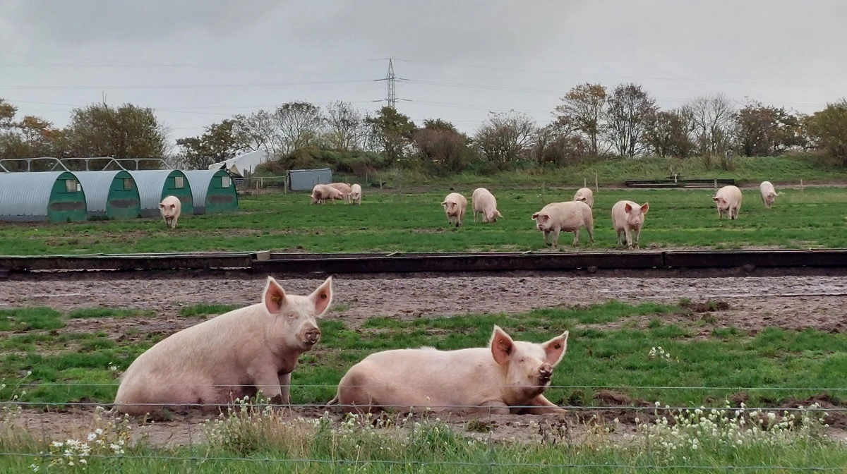 Torben Kristensens koncern går markant tilbage, men holder millionoverskud på tværs af griseaktiviteter i Danmark og Letland. Arkivfoto