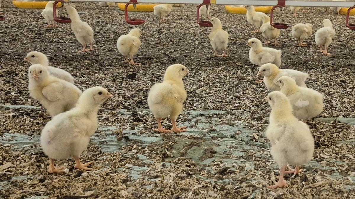 Onsdag den 3. december er der tema- og inspirationsdag om fjerkræproduktion. Arkivfoto: Tenna Bang