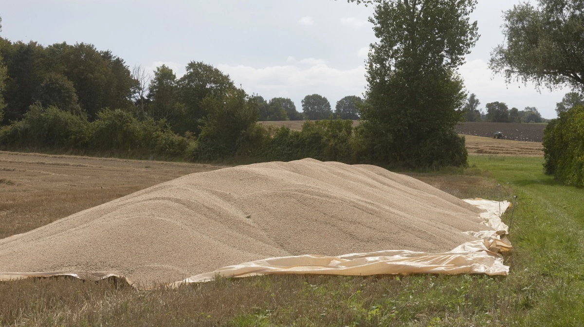 Årets kornhøst var som bekendt en positiv oplevelse, hvad angår volumen. Arkivfoto; Erik Hansen