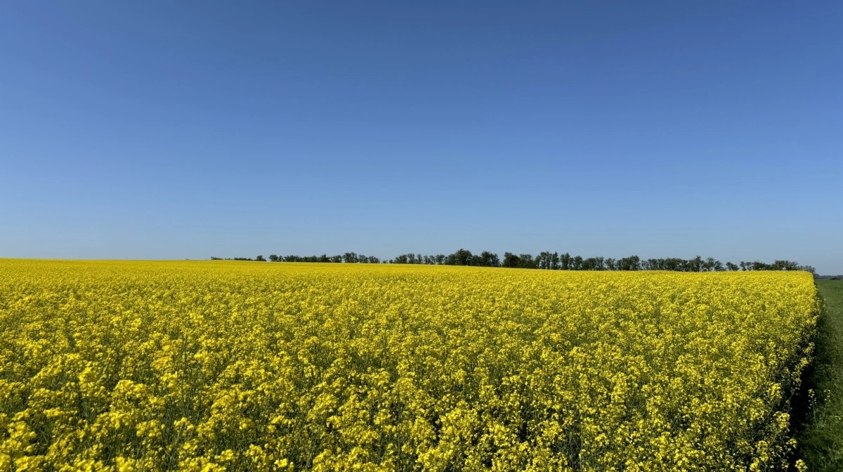Raps og bælgsæd leverer højere udbytter i 2025 trods mindre arealer, mens Danmark fortsætter som nettoeksportør af korn. Arkivfoto: Kasper Stougård