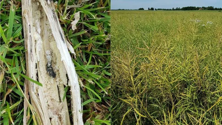 Angreb af knoldbægersvamp i vinterraps i denne uge. Fotos: Hans Jørgen Bak, AgriAdvice