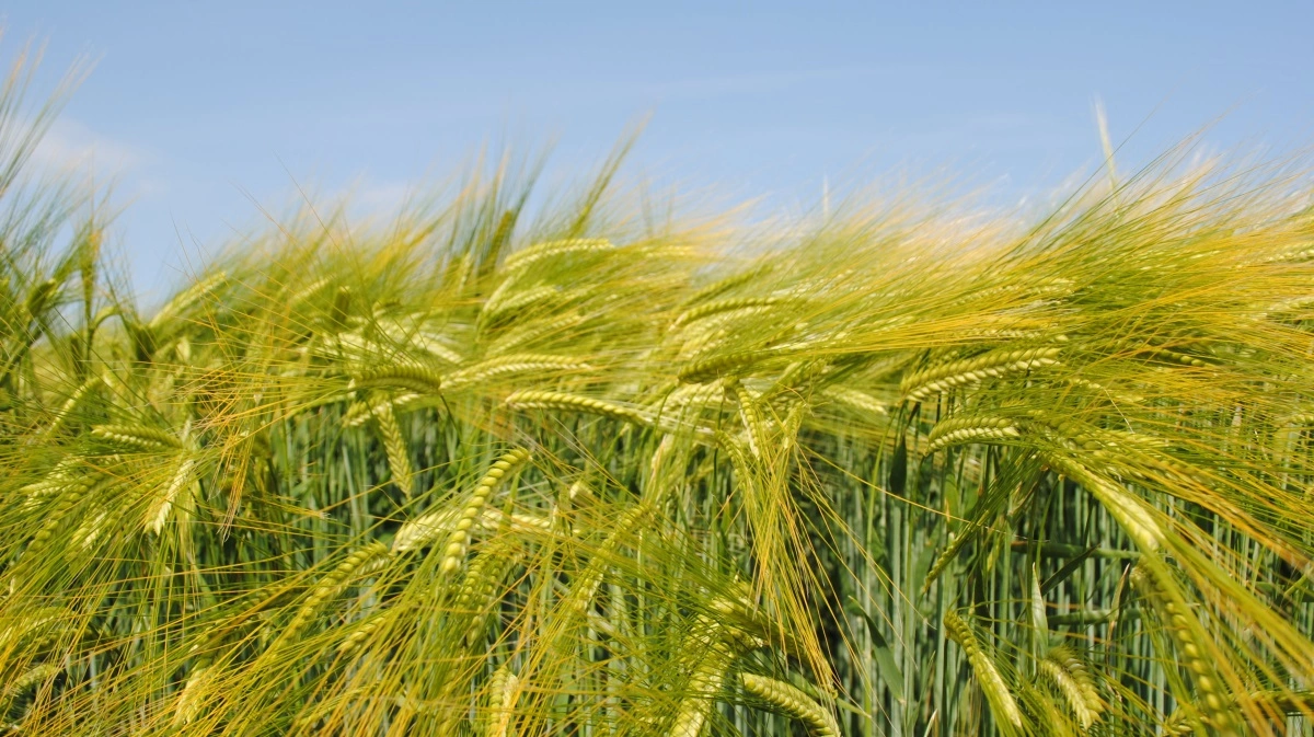 Ragt overtager Syngentas maltbygforretning og styrker sin europæiske portefølje og tilstedeværelse. Foto: Ragt