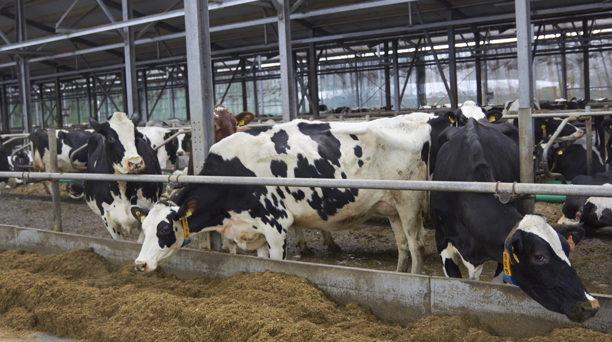 Billedet er et genrefoto og har intet specifikt med historien at gøre. Arkivfoto: Tenna Bang