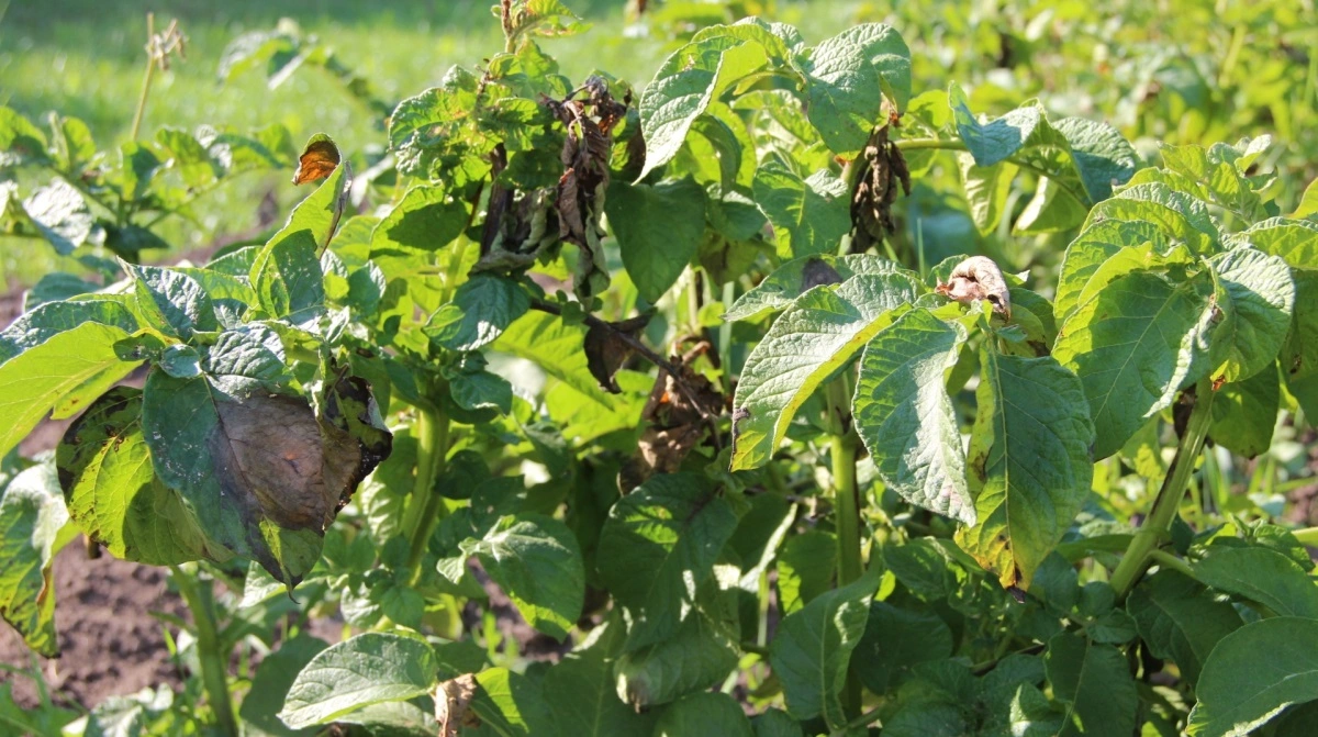 Foto: Jens G. Hansen