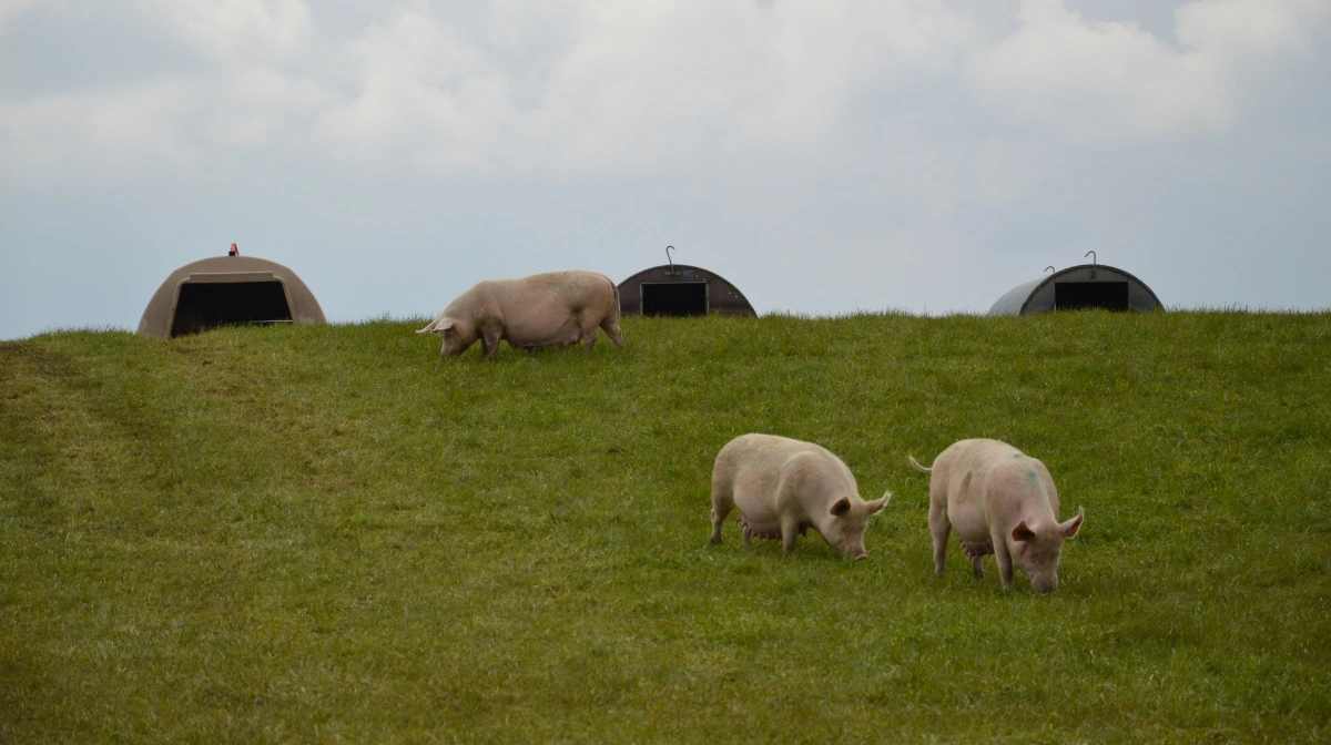 Friland løfter omsætningen over en mia. kr. på højere kilopriser og stærk efterspørgsel – men advarer om øget konkurrence i 2026. Arkivfoto: Camilla Bønløkke