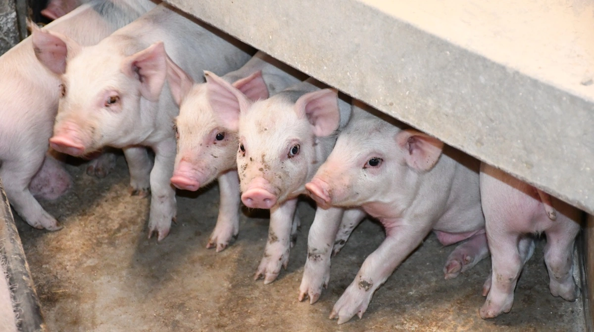 I januar 2012 lå besætningen på 34,1 fravænnede grise pr. årsso, mens de i oktober 2025 ligger på 42,7 fravænnede grise pr årsso.